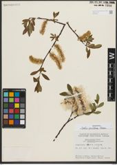 Foto von Salix pulchra Cham.